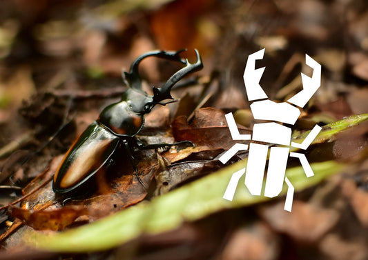 Wieso nennen wir uns Stagbeetle, also Hirschkäfer?